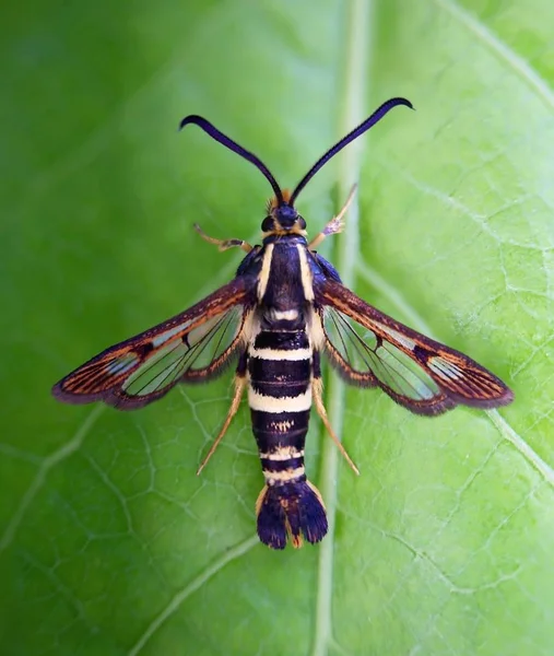 Sesiidae moth sitting on a leaf, also called a clear wing moth — Stock Photo, Image