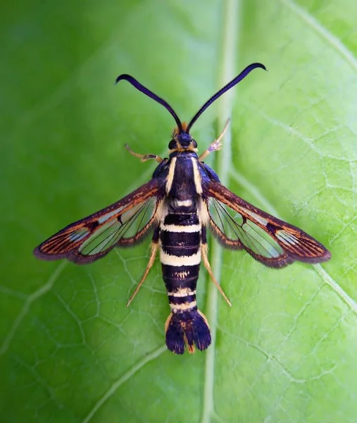 Polilla sesiidae sentada sobre una hoja, también llamada polilla alar clara —  Fotos de Stock