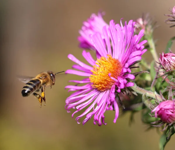 Bella e colorata ape in un ambiente naturale sguardo ambiente — Foto Stock