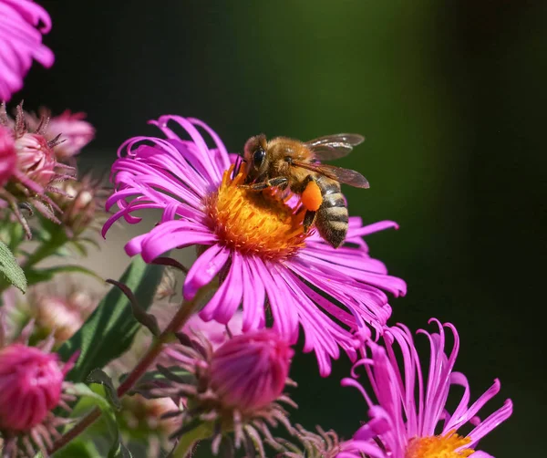 Abeja hermosa y colorida en un entorno natural mirada —  Fotos de Stock