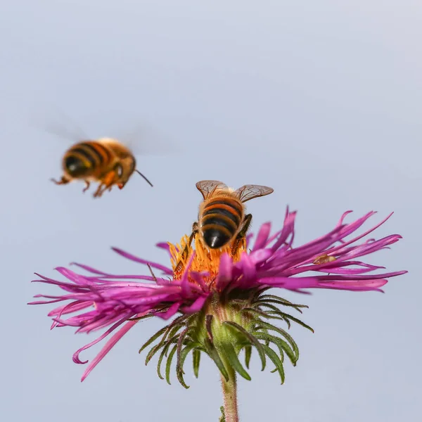 Όμορφα και πολύχρωμα μέλισσα σε ένα φυσικό σκηνικό περιβάλλον βλέμμα — Φωτογραφία Αρχείου