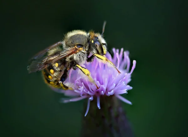 Krásné a barevné včely v přírodním prostředí vzhled prostředí — Stock fotografie