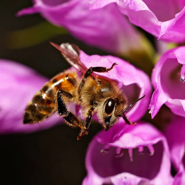 Красива і барвиста бджола в природній обстановці дивіться — стокове фото