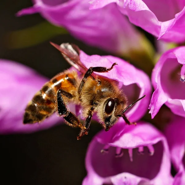 Abeja hermosa y colorida en un entorno natural mirada — Foto de Stock