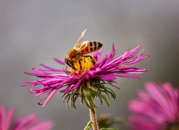 Красивая и красочная пчела в естественной обстановке — стоковое фото