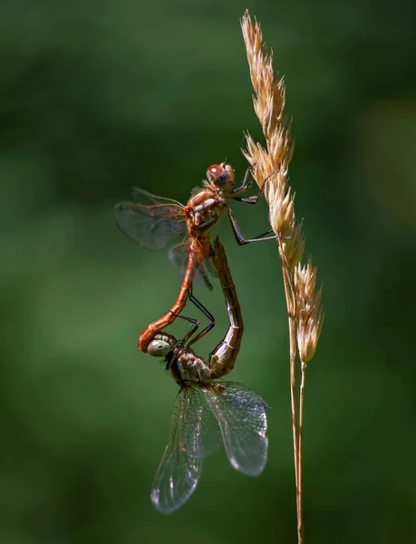 Schöne und farbenfrohe Libelle in einer natürlichen Umgebung — Stockfoto