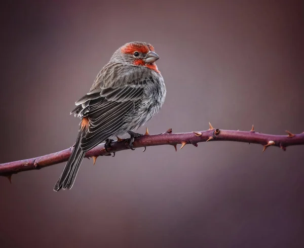 Bela foto de pássaro em um ambiente natural — Fotografia de Stock