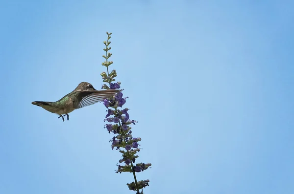 Bela foto beija-flor em um ambiente natural — Fotografia de Stock