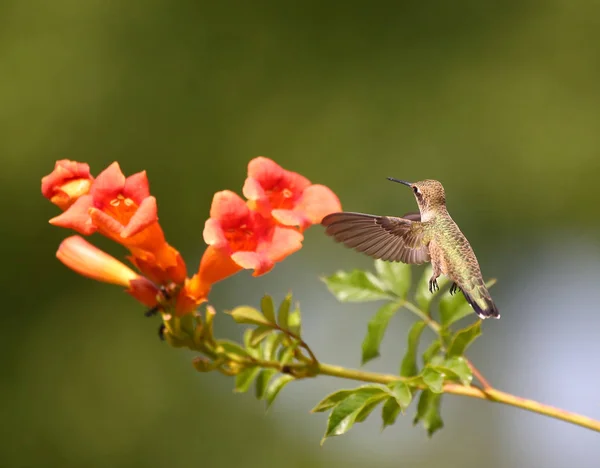 Hermosa foto de colibrí en un entorno natural —  Fotos de Stock