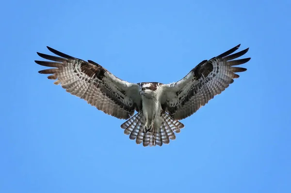 Un águila pescadora en busca de comida mientras flota y vuela en el sk —  Fotos de Stock