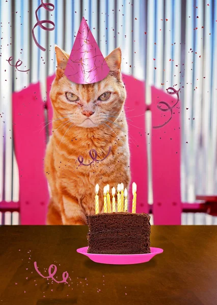 A orange cat with a piece of cake on a plate with candles and st — Stock Photo, Image