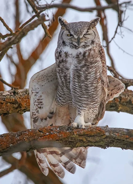 Beautiful photo of an owl — Stock Photo, Image