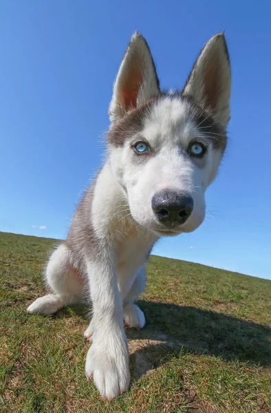 Adorable husky puppy playing on a grassy hill with a perfect blu — Stock Photo, Image