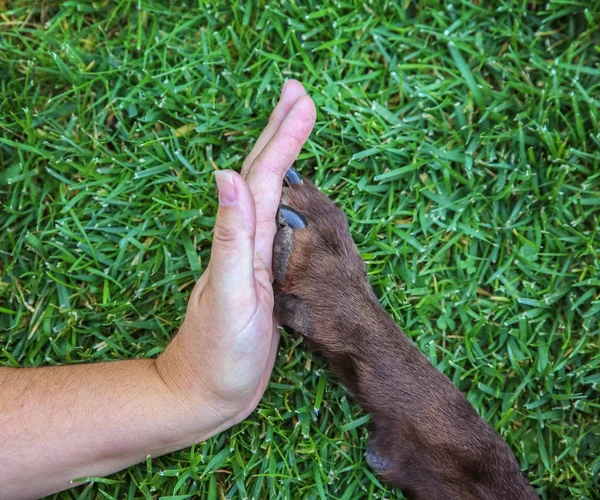 A woman giving a high give to the paw of a chocolate labrador re — Stock Photo, Image