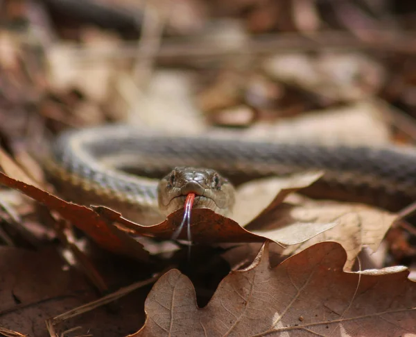 Καλτσοδέτα φίδι σε έναν σωρό των φύλλων με τη γλώσσα έξω — Φωτογραφία Αρχείου