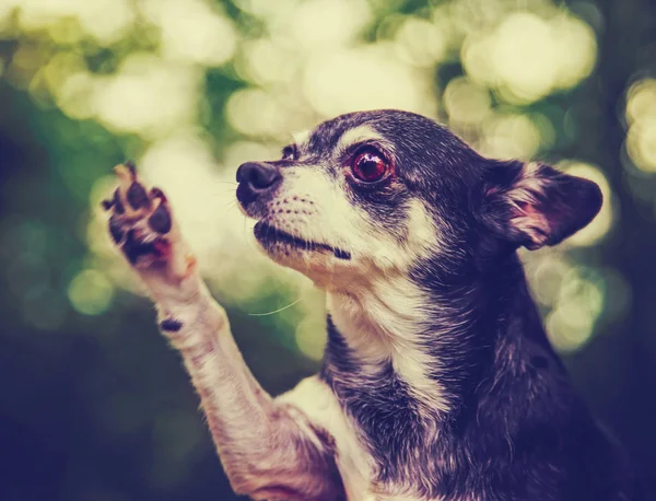 Chihuahua Śliczne poza latem daje piątkę — Zdjęcie stockowe