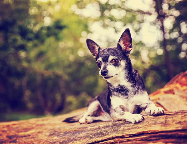 A cute chihuahua outside during summer time — Stock Photo, Image
