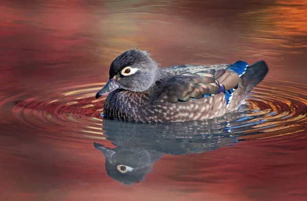 Hermoso y colorido pato de madera en un entorno natural — Foto de Stock