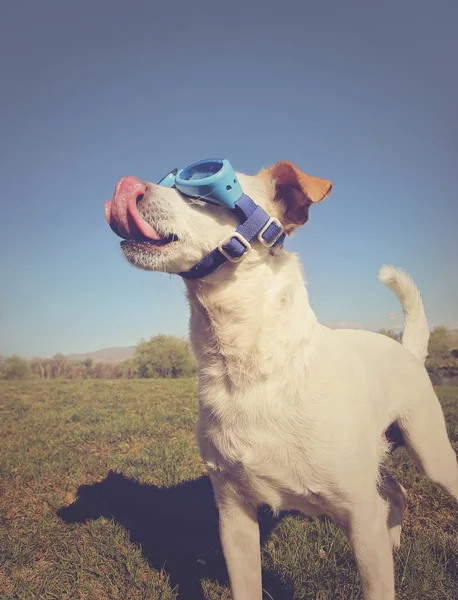 Cute white chihuahua with goggles on enjoying a warm summer day Stock Picture