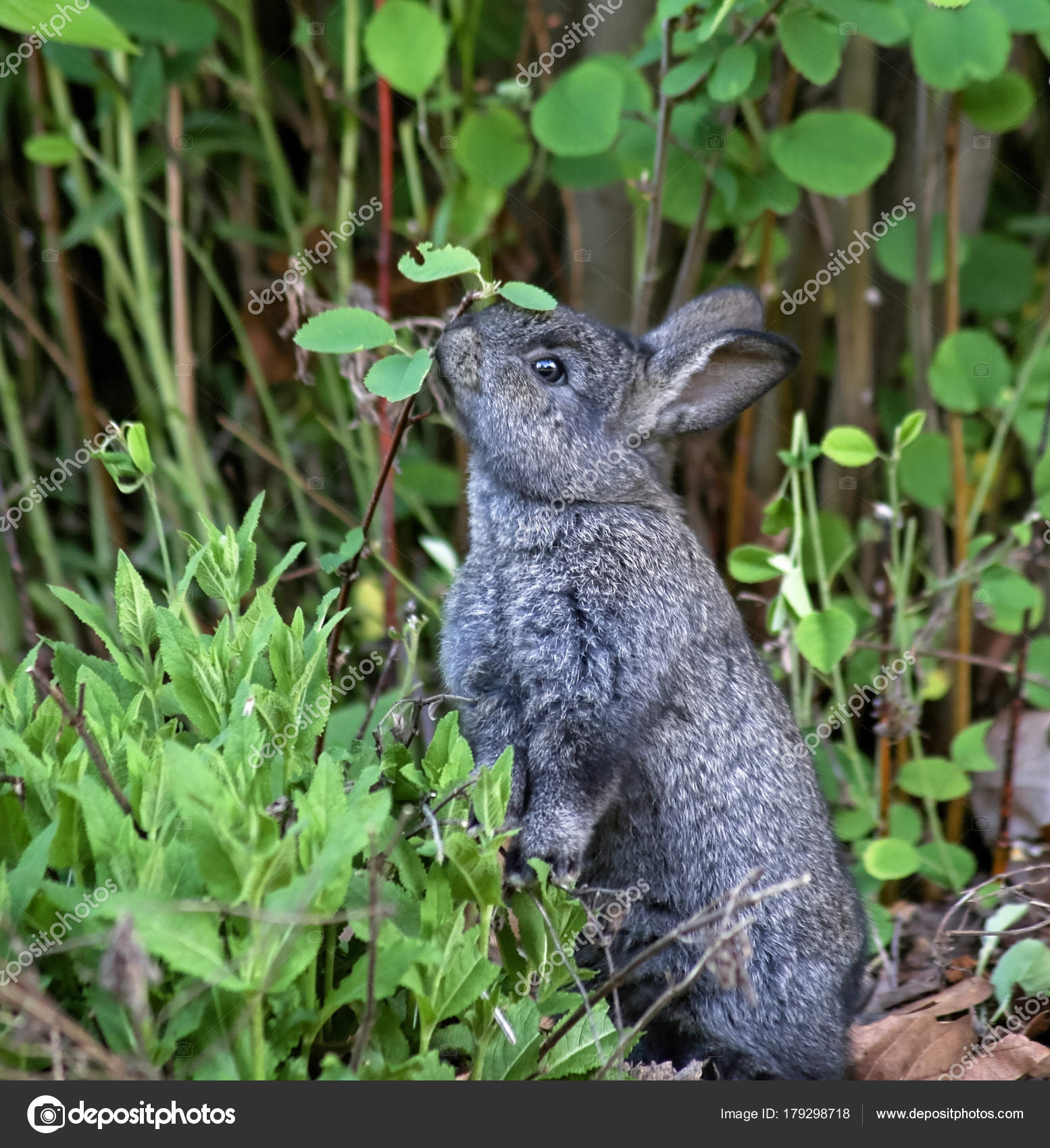 Little bunny eating berries Stock Photo by ©graphicphoto 179298718