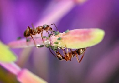 Ants farming and milking green aphids  clipart