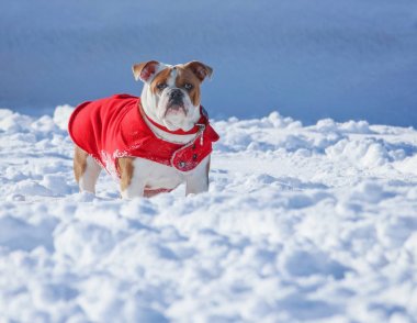 ayakta üstünde-e doğru almak--dan soğuk kış sıcak kırmızı bir ceket ile karda bulldog 