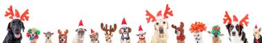 Grup farklı Noel şapka veya yalıtılmış bir beyaz arka plan üzerinde kostümlerini ile çeşitli köpek doğurmak