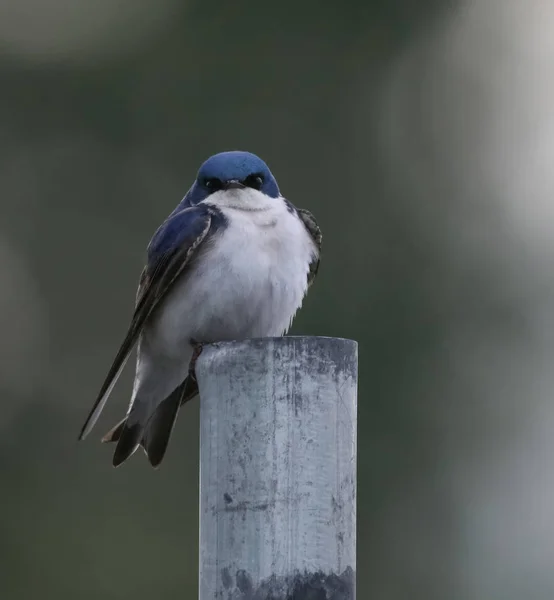 angry swallow sitting on a fence