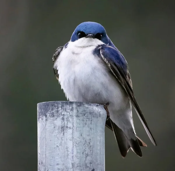 Wütende Schwalbe sitzt auf einem Zaun — Stockfoto