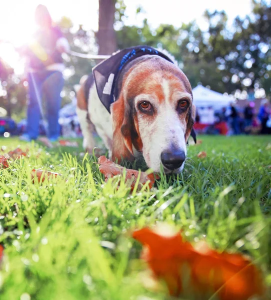 Lindo Perro Basset Caminando Con Una Correa Parque Patio Hierba —  Fotos de Stock