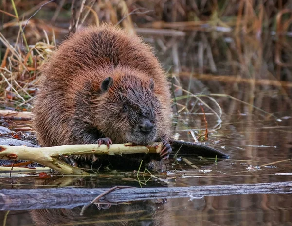 Beaver in a river gnawing on a branch — Stock Photo, Image