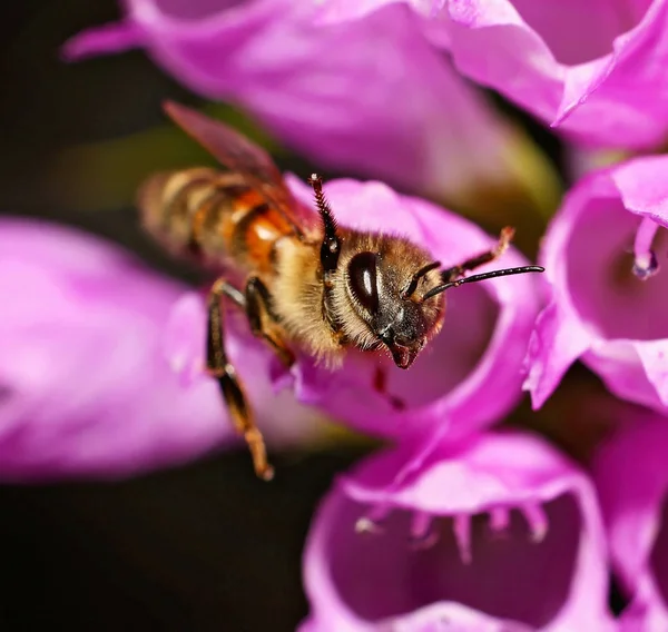 Красива і барвиста бджола — стокове фото