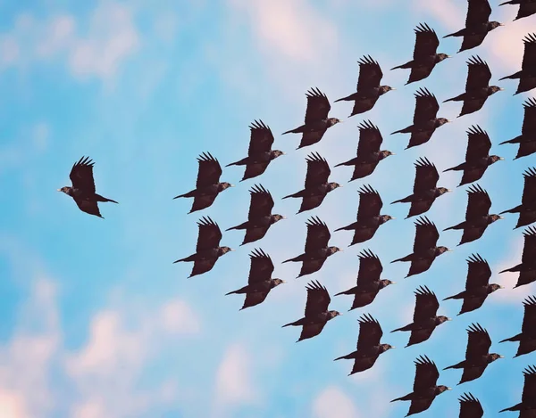 Pájaro Volando Manera Opuesta Resto Del Rebaño Tonifica Con Una —  Fotos de Stock