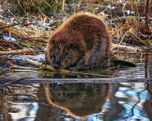 Bäver i en flod som gnager på en gren — Stockfoto