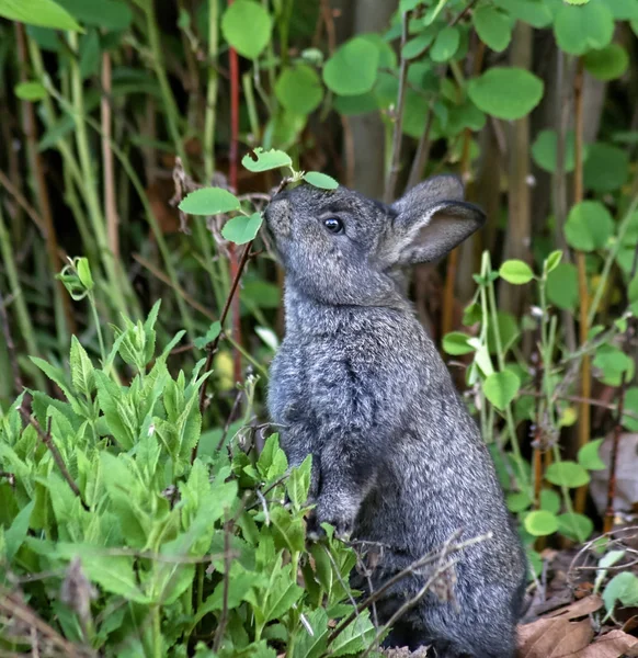 Little bunny eating berries — Stock Photo, Image