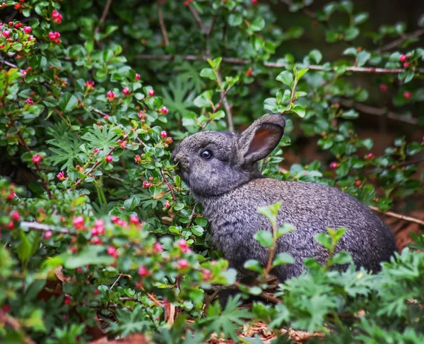 Bunny eating berries off a branch — Stock Photo, Image