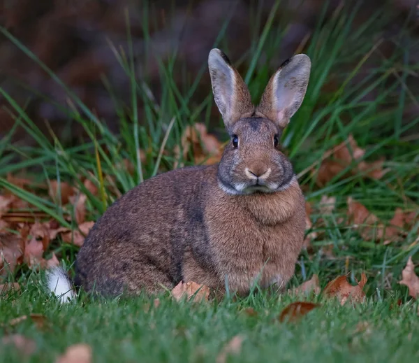 Lilla kaninen äta bär av en gren — Stockfoto