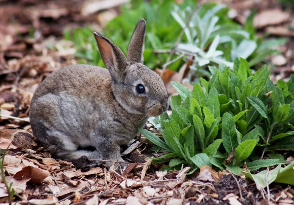 Pequeño conejito comiendo hojas — Foto de Stock