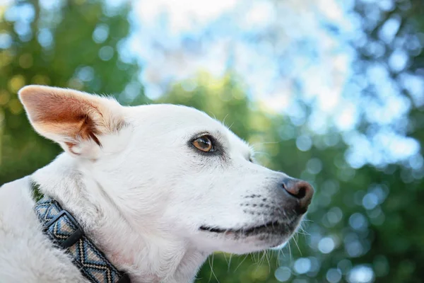 Linda mezcla de chihuahua blanco — Foto de Stock