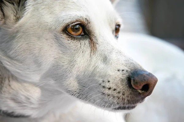 Cane misto chihuahua bianco — Foto Stock