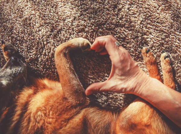 Фото Человека Собаки Делающих Форму Сердца Рукой Лапой Естественном Солнечном — стоковое фото