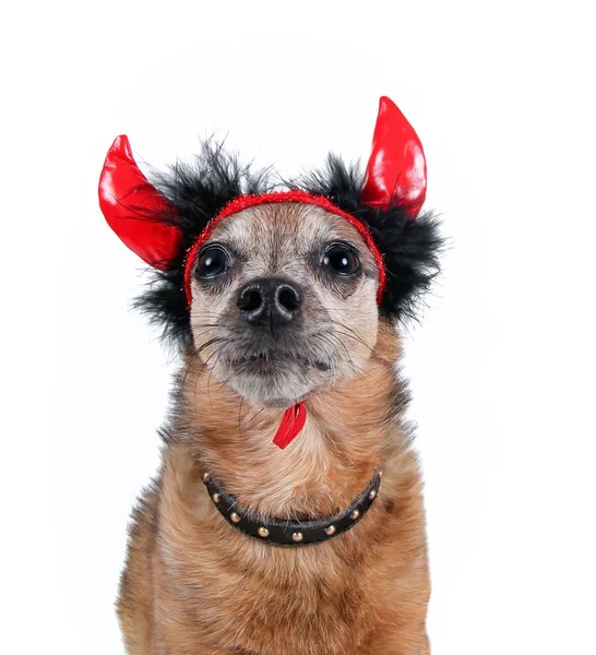 Chihuahua in a costume with devil horns — Stock Photo, Image