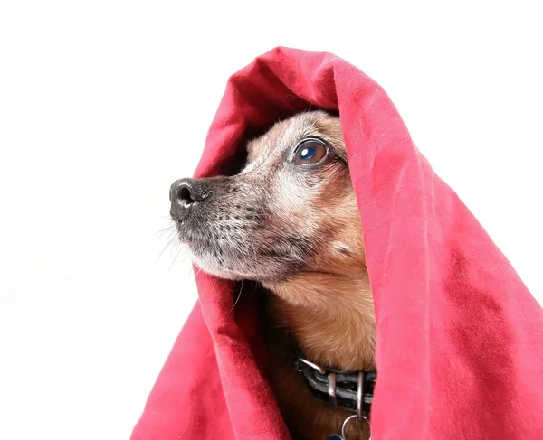 Chihuahua mix dog under a red blanket — Stock Photo, Image
