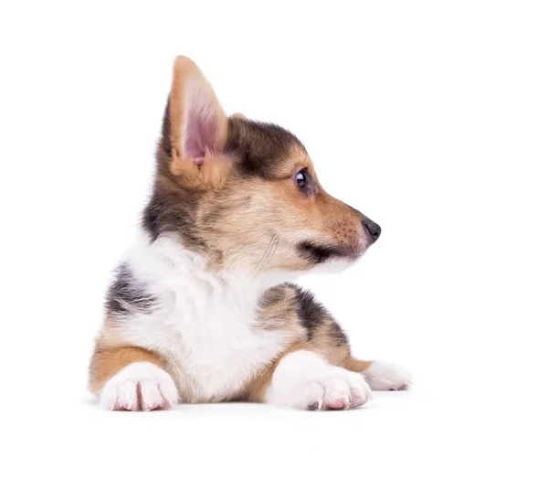 Schattig Corgi Studio Opname Een Afgelegen Witte Achtergrond — Stockfoto