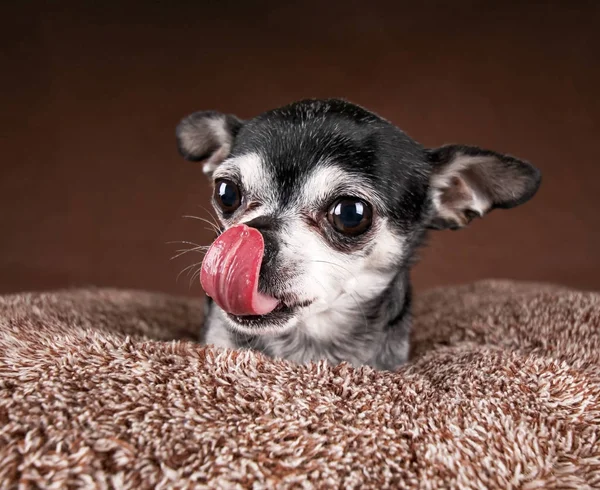 Cute apple head chihuahua — Stock Photo, Image