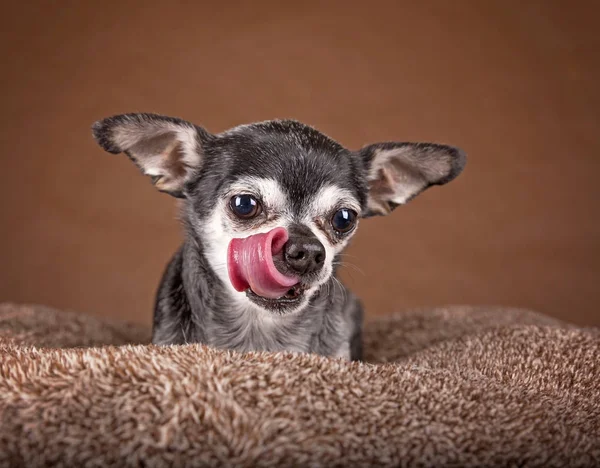 Mignonne pomme tête chihuahua — Photo