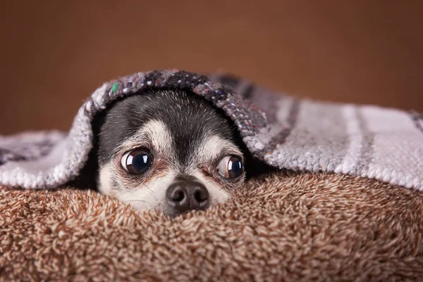 Linda cabeza de manzana chihuahua —  Fotos de Stock