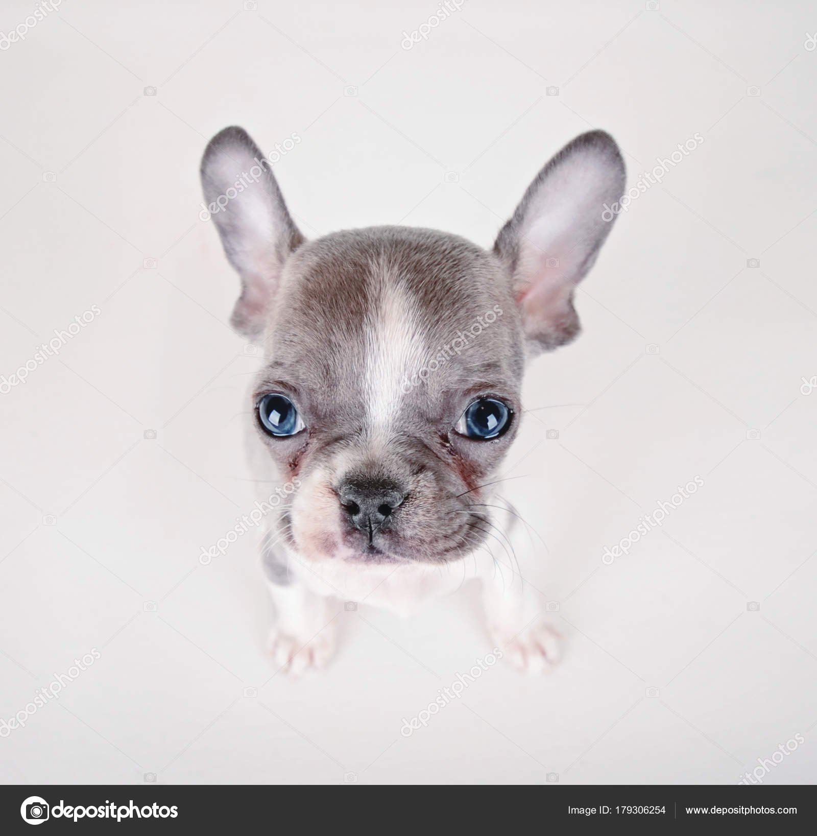 心に強く訴えるブルドッグ 画像 可愛い 最高の動物画像 心に強く訴えるブルドッグ 画像 可愛い 最高の動物画像