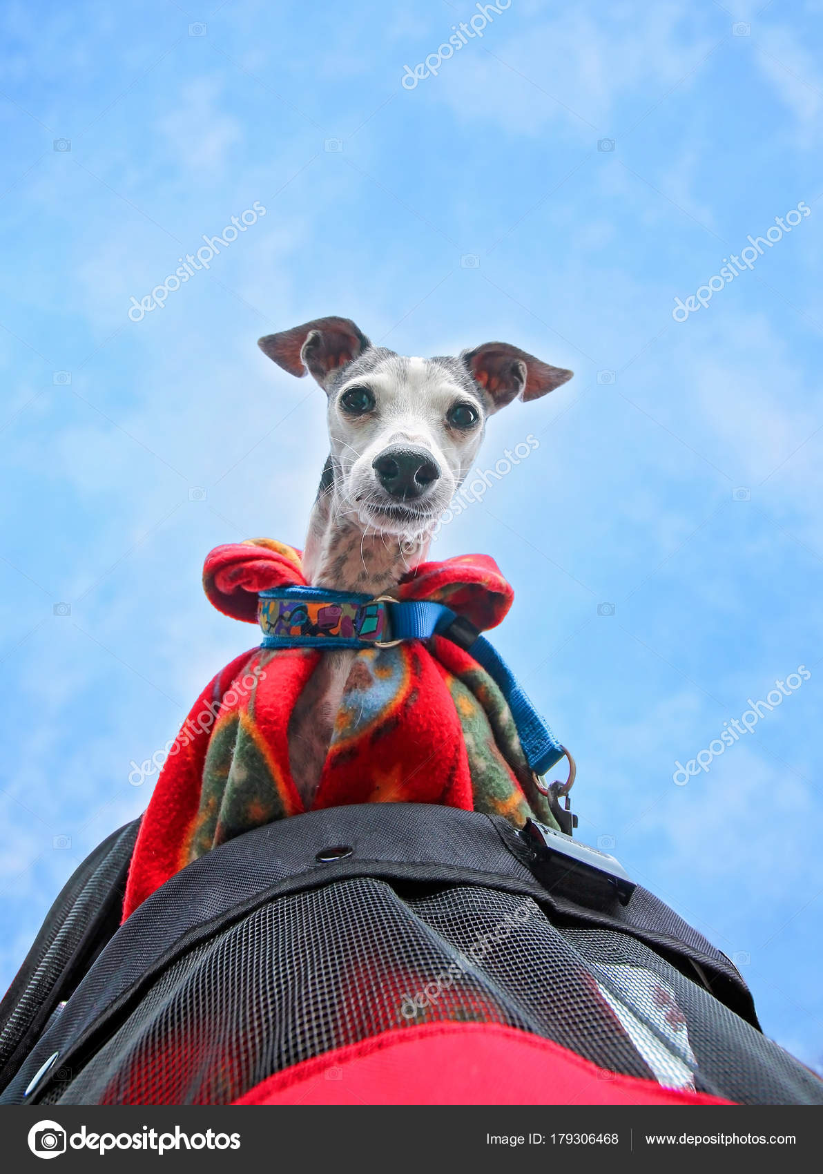 Stockfotos Hund Kumpel Bilder Stockfotografie Hund Kumpel Lizenzfreie Fotos Seite 2 Depositphotos