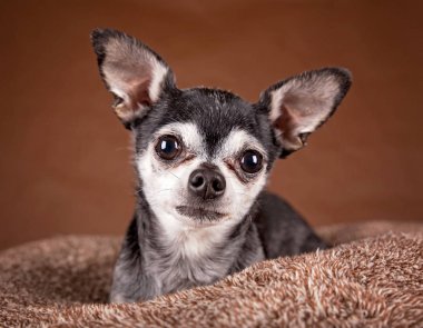 tatlı elma baş chihuahua 
